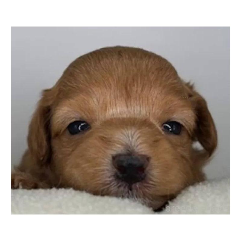 販売中の福島県のマルプー:マルチーズ×トイプードル-431479