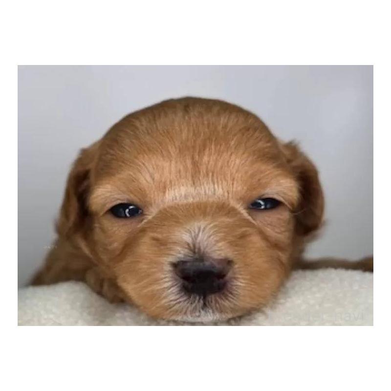 販売中の福島県のマルプー:マルチーズ×トイプードル-431479の4枚目