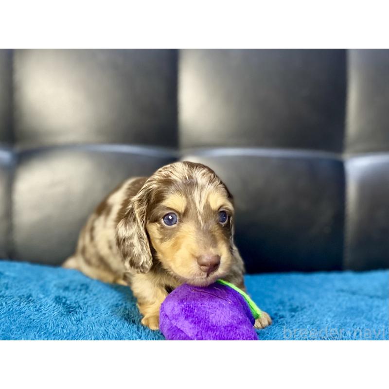 販売中の岐阜県のミニチュアダックスフンド(ロングヘアード)-429421の15枚目