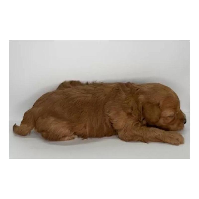 販売中の福島県のマルプー:マルチーズ×トイプードル-431479の5枚目