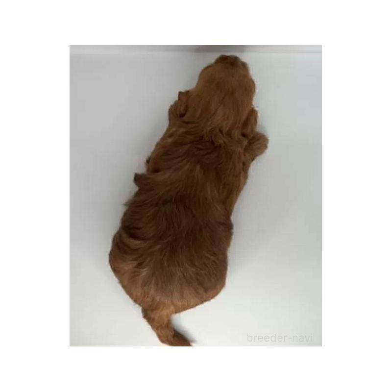 販売中の福島県のマルプー:マルチーズ×トイプードル-431479の3枚目