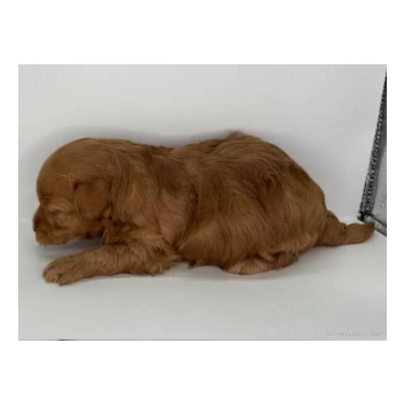 販売中の福島県のマルプー:マルチーズ×トイプードル-431479の2枚目