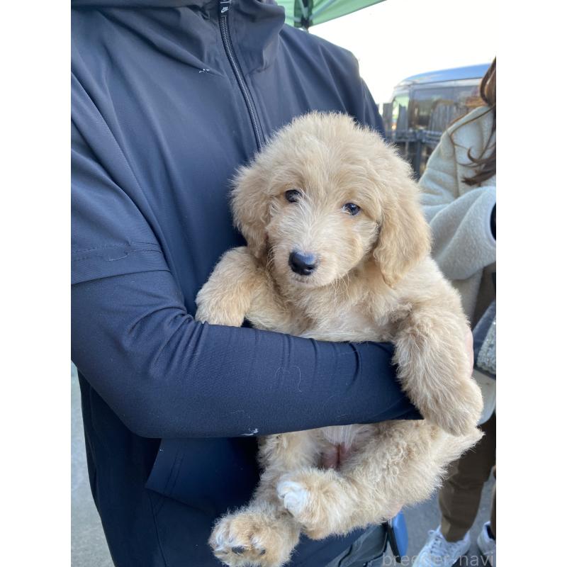 成約済の滋賀県のゴールデンドゥードル:ゴールデンレトリーバー×プードル-431481の1枚目