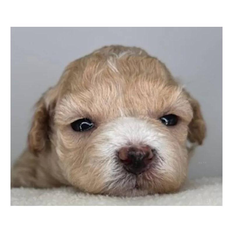 販売中の福島県のマルプー:マルチーズ×トイプードル-431480