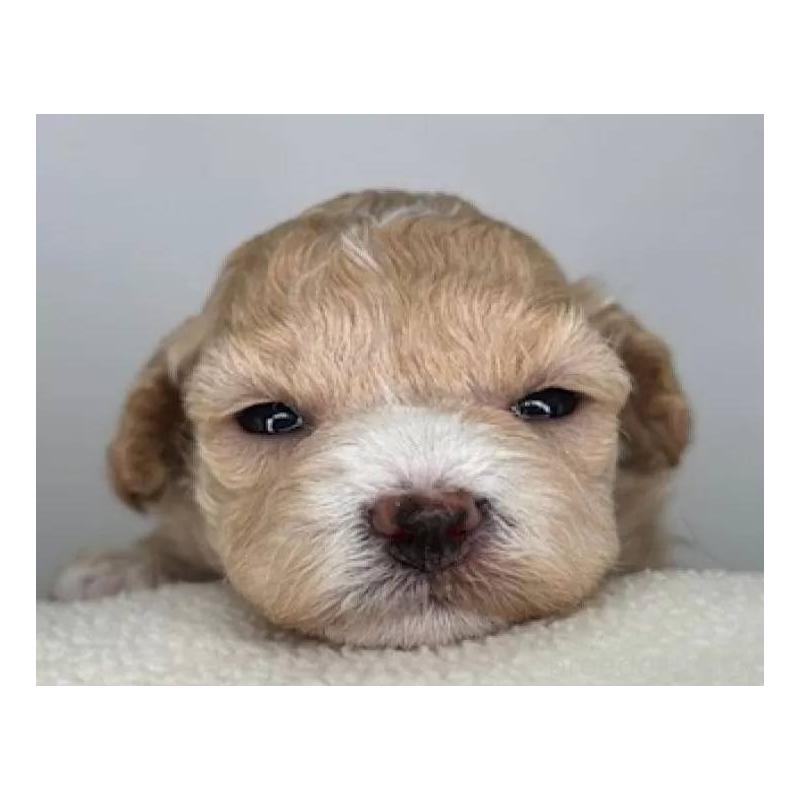 販売中の福島県のマルプー:マルチーズ×トイプードル-431480の4枚目