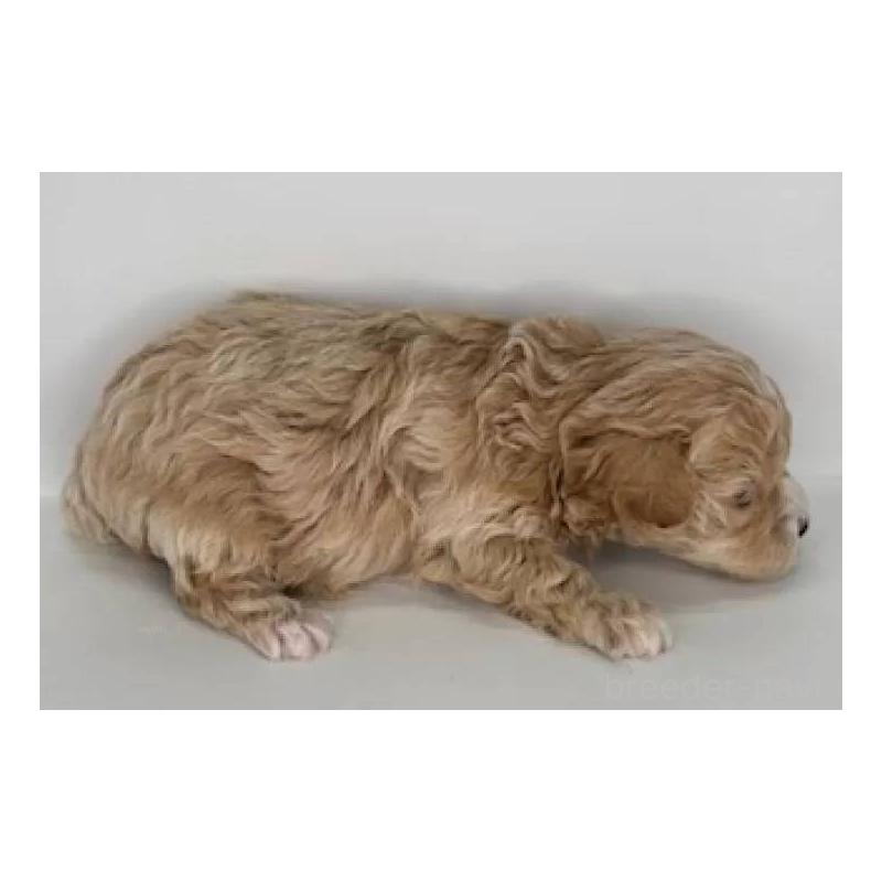 販売中の福島県のマルプー:マルチーズ×トイプードル-431480の5枚目