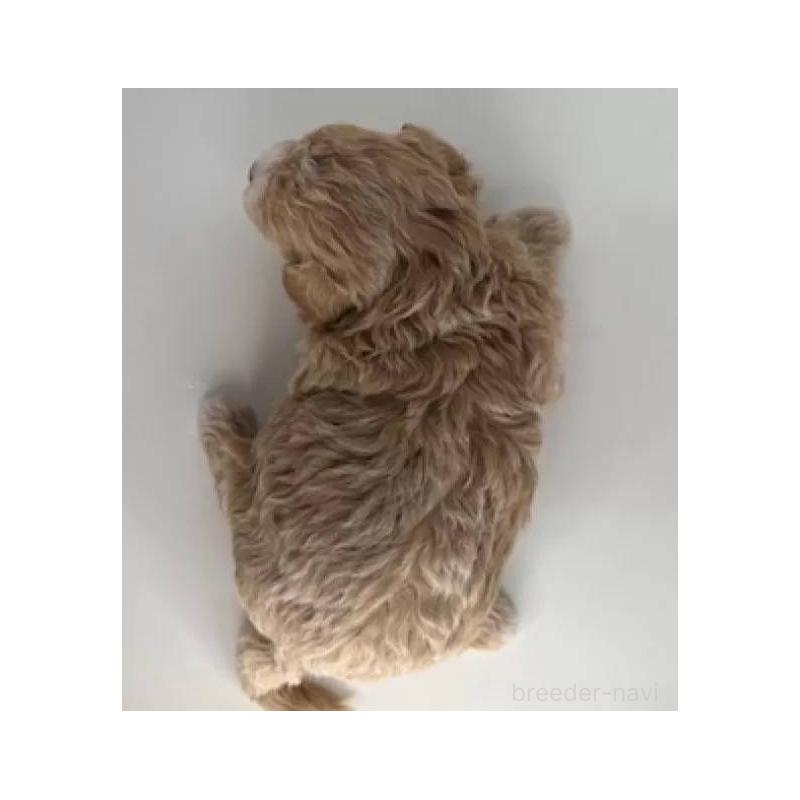 販売中の福島県のマルプー:マルチーズ×トイプードル-431480の3枚目