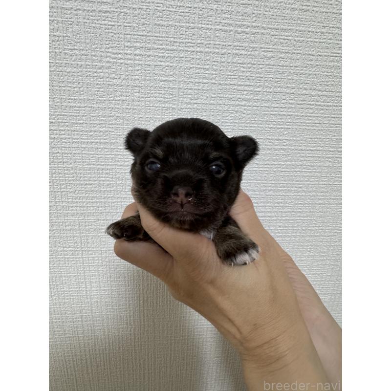 販売中の愛知県のチワワ(ロングコート)-428885の11枚目