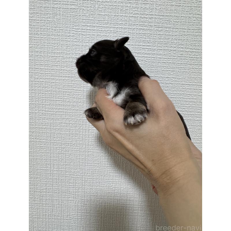 販売中の愛知県のチワワ(ロングコート)-428885の10枚目