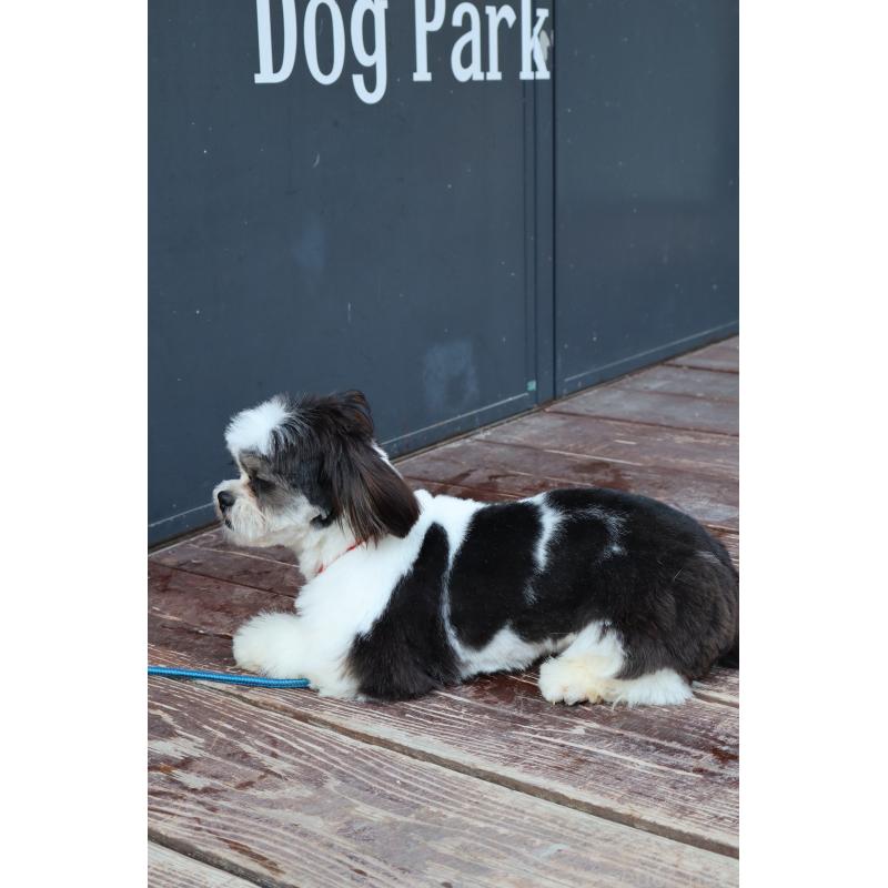 販売中の山口県のチワズー:チワワ×シーズー-409721の4枚目