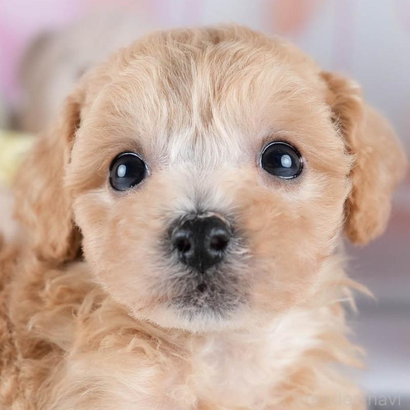 販売中の茨城県のミックス犬-431498の1枚目