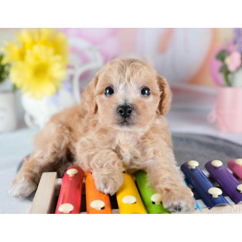 販売中の茨城県のミックス犬-431498の7枚目