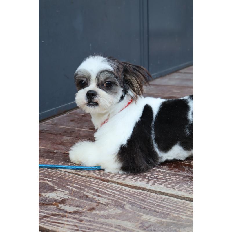 販売中の山口県のチワズー:チワワ×シーズー-409721の3枚目