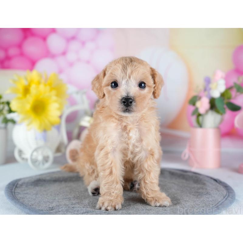 販売中の茨城県のミックス犬-431498の6枚目