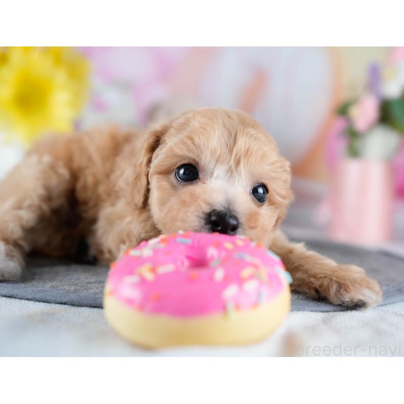 販売中の茨城県のミックス犬-431498の5枚目