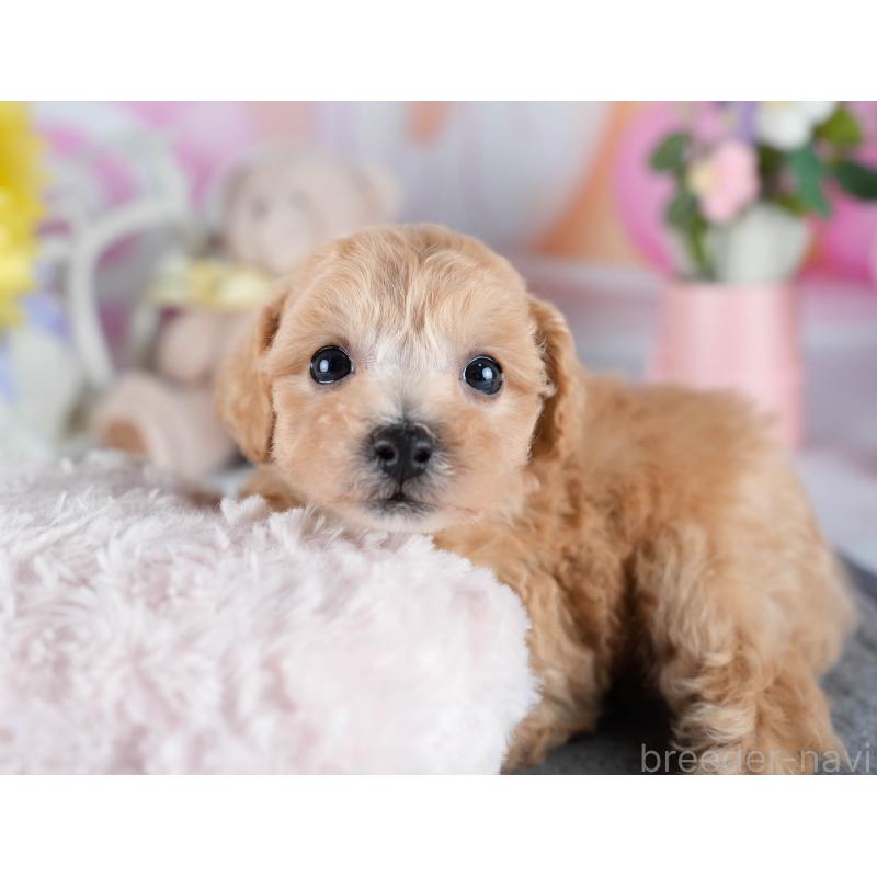 販売中の茨城県のミックス犬-431498の4枚目