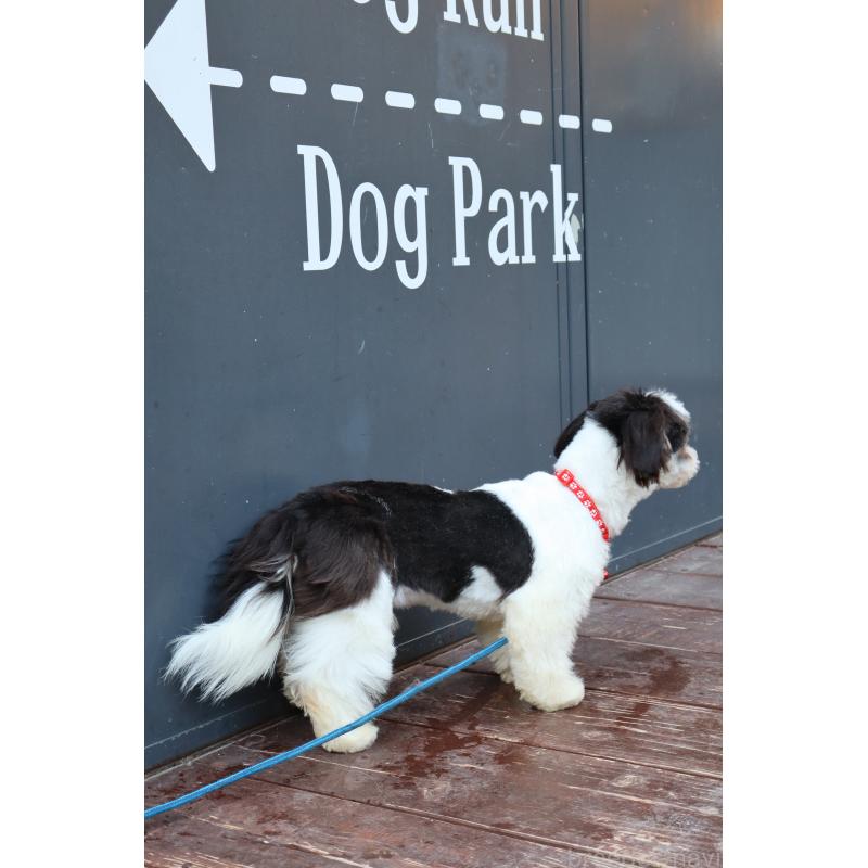 販売中の山口県のチワズー:チワワ×シーズー-409721の2枚目