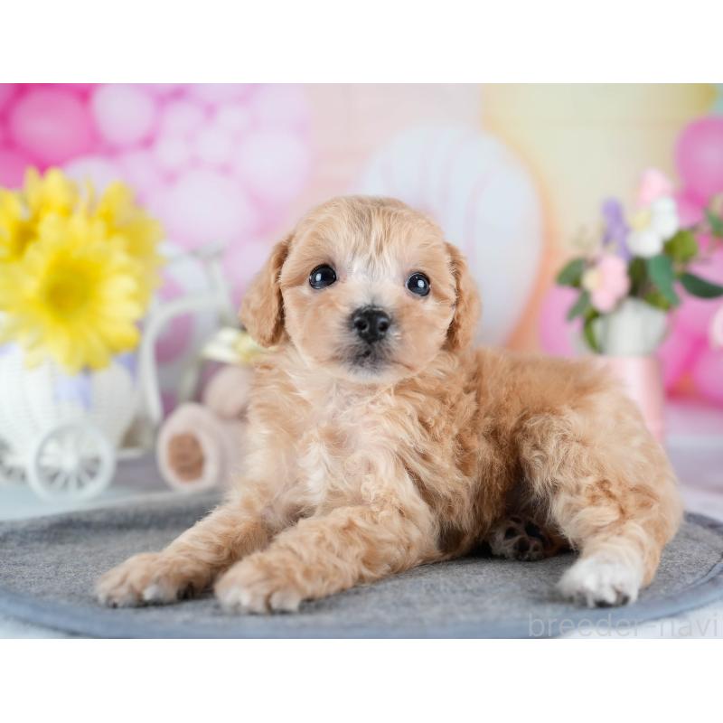 販売中の茨城県のミックス犬-431498の3枚目