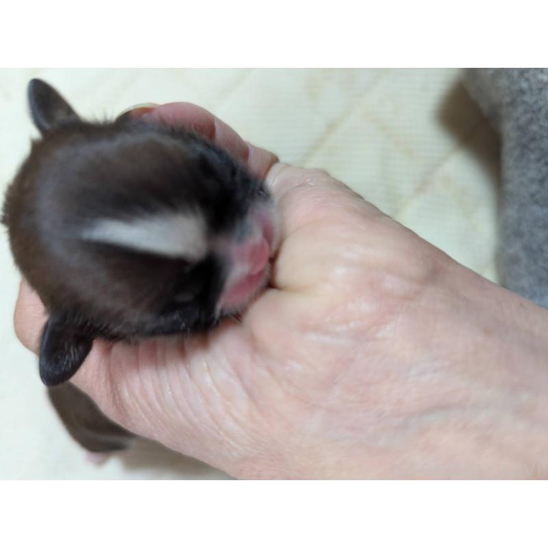 販売中の神奈川県のシーズー-431487の1枚目