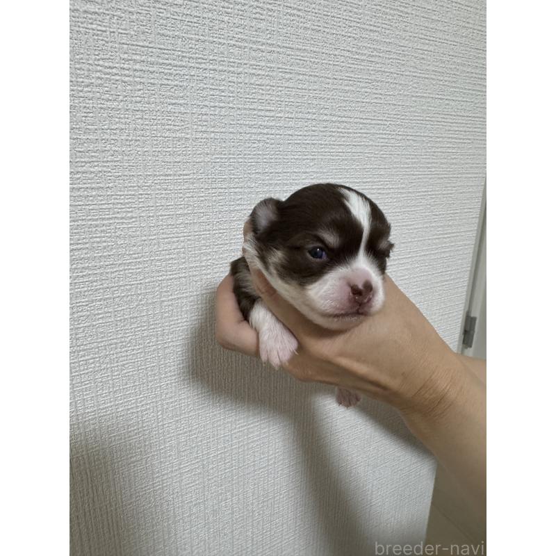 販売中の愛知県のチワワ(ロングコート)-431489の4枚目