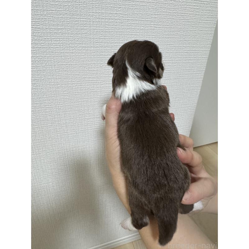 販売中の愛知県のチワワ(ロングコート)-431489の3枚目