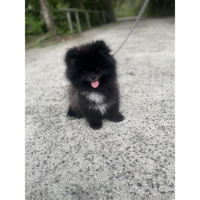 販売中の岡山県のポメラニアン-431493の4枚目