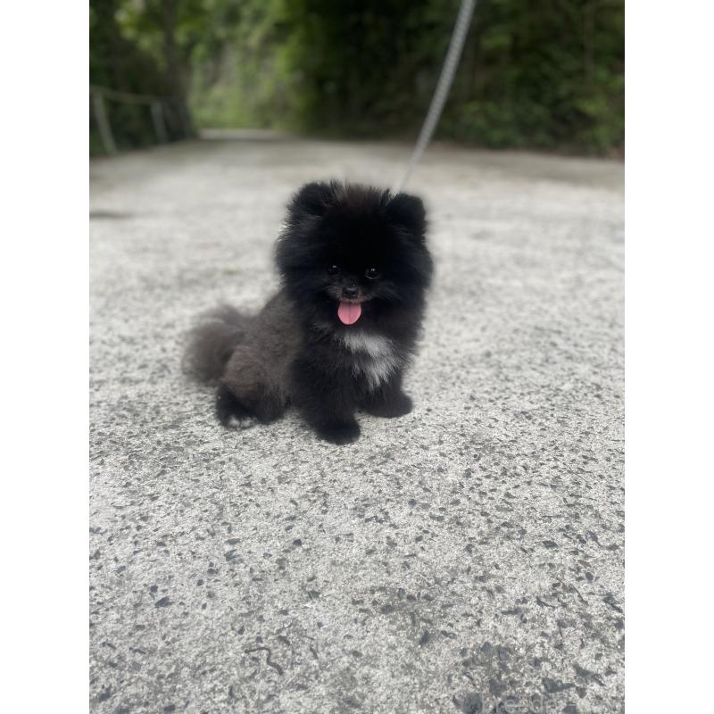 販売中の岡山県のポメラニアン-431493の3枚目