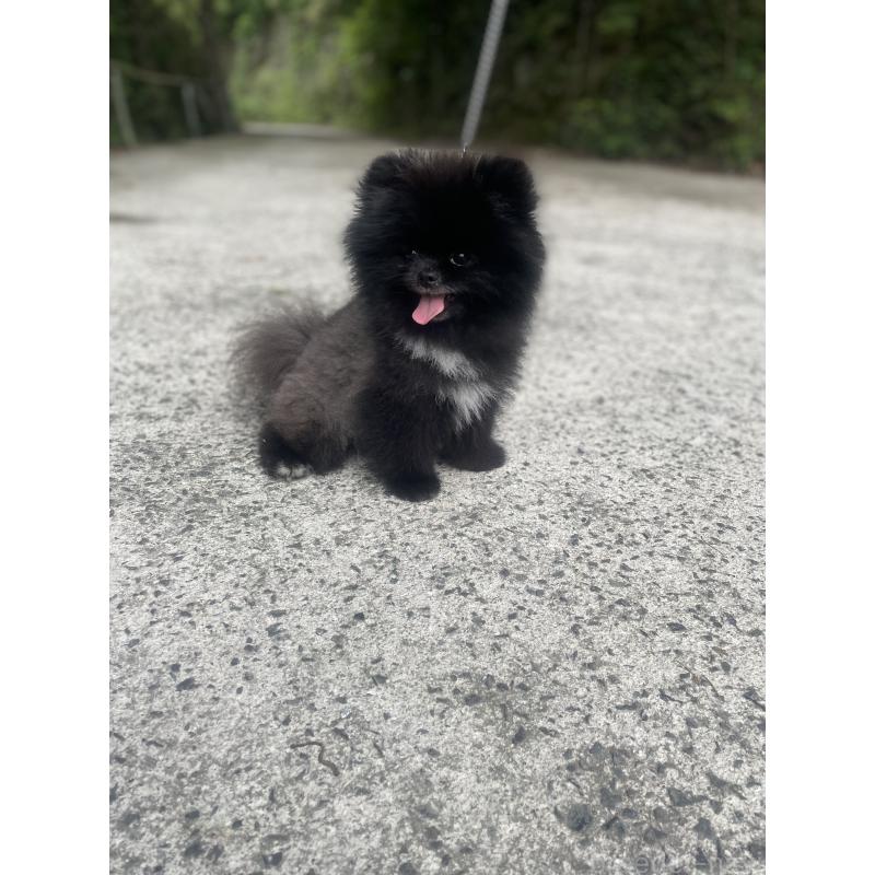 販売中の岡山県のポメラニアン-431493の2枚目
