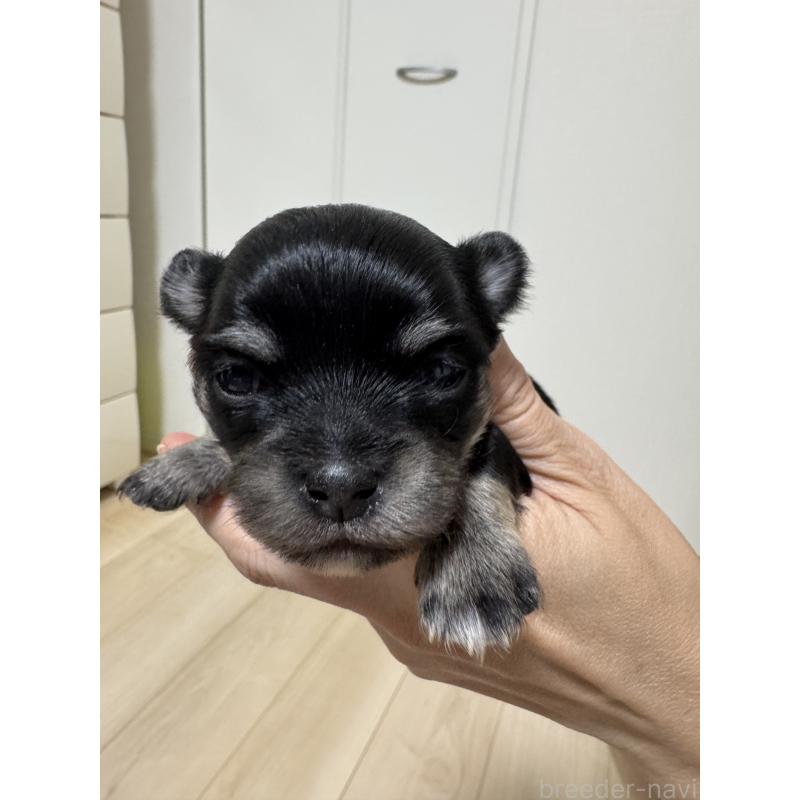 販売中の愛知県のチワワ(ロングコート)-431492の4枚目