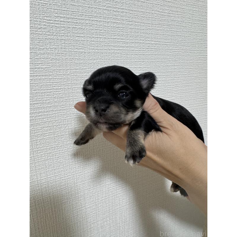 販売中の愛知県のチワワ(ロングコート)-431492の3枚目