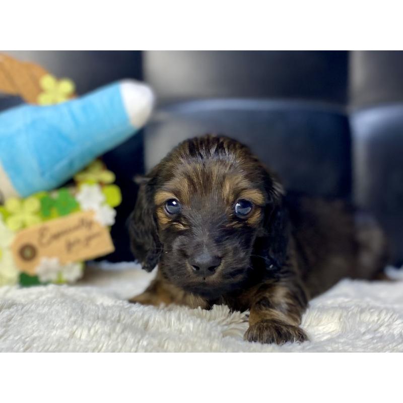 販売中の岐阜県のミニチュアダックスフンド(ロングヘアード)-429148の7枚目