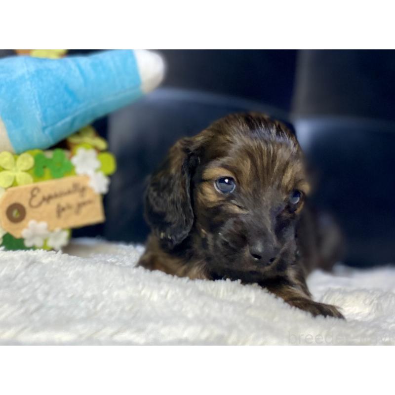 販売中の岐阜県のミニチュアダックスフンド(ロングヘアード)-429148の6枚目