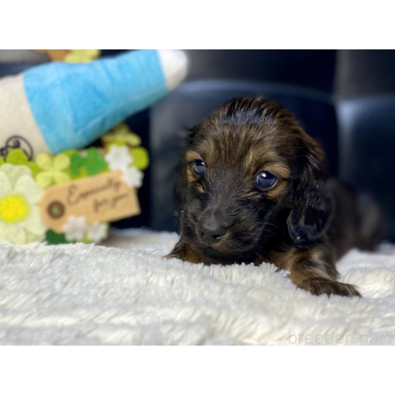 販売中の岐阜県のミニチュアダックスフンド(ロングヘアード)-429148の5枚目