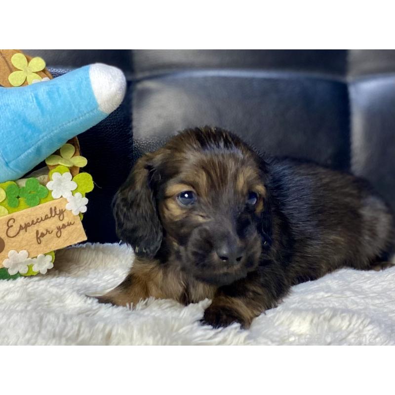 販売中の岐阜県のミニチュアダックスフンド(ロングヘアード)-429148の4枚目