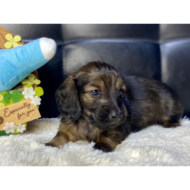 販売中の岐阜県のミニチュアダックスフンド(ロングヘアード)-429148の3枚目