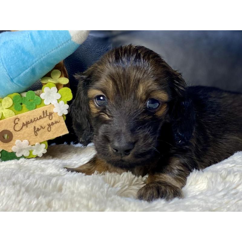 販売中の岐阜県のミニチュアダックスフンド(ロングヘアード)-429148の2枚目