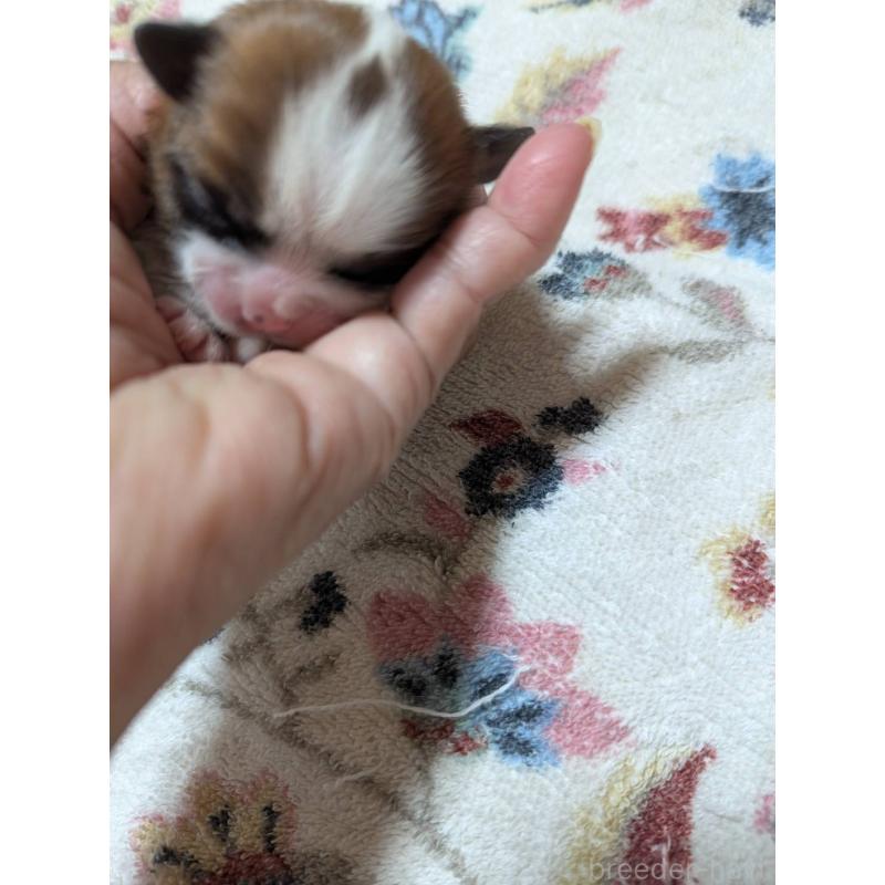 販売中の神奈川県のシーズー-431490