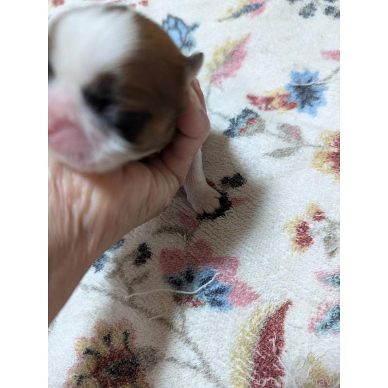 販売中の神奈川県のシーズー-431490の2枚目