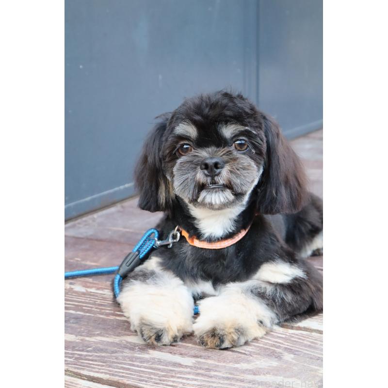 販売中の山口県のチワズー:チワワ×シーズー-409720の4枚目