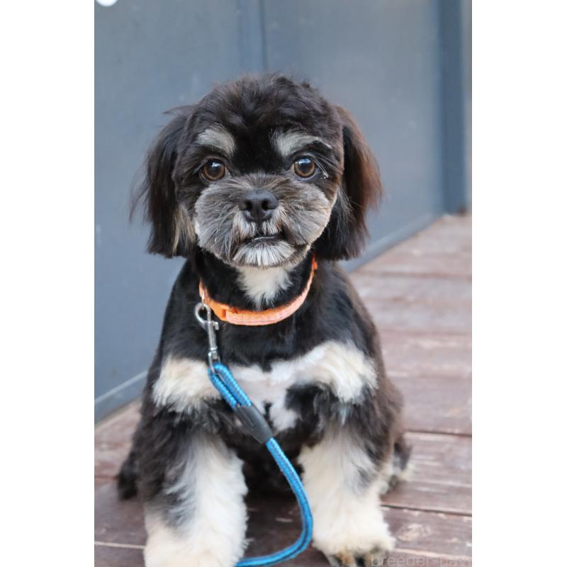 販売中の山口県のチワズー:チワワ×シーズー-409720の8枚目