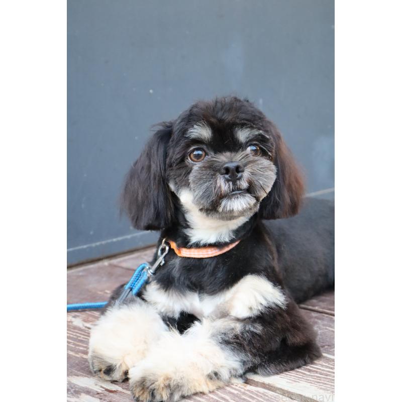 販売中の山口県のチワズー:チワワ×シーズー-409720の7枚目