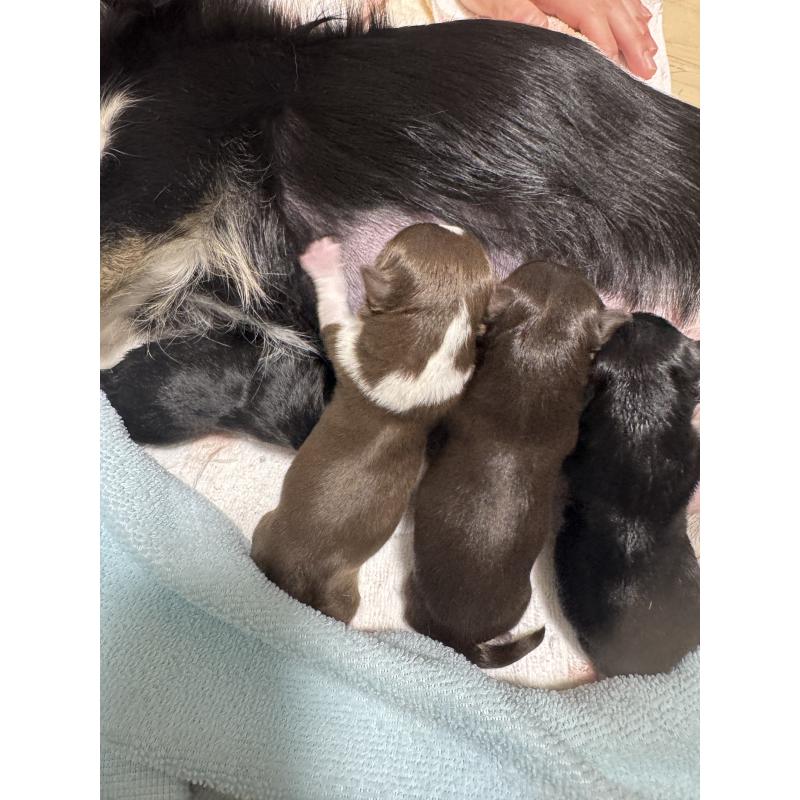 販売中の愛知県のチワワ(ロングコート)-431492の2枚目