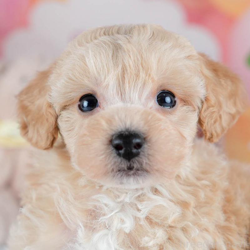 販売中の茨城県のミックス犬-431502の8枚目