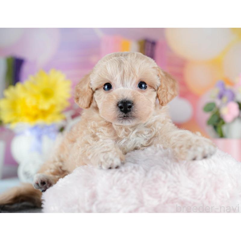 販売中の茨城県のミックス犬-431502の7枚目