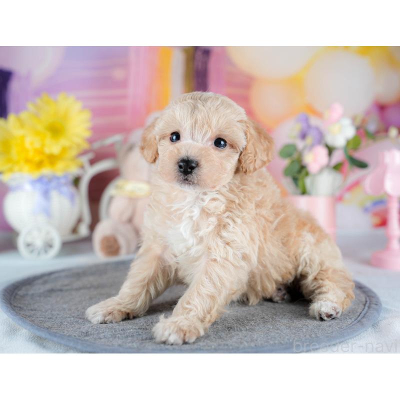 販売中の茨城県のミックス犬-431502の6枚目