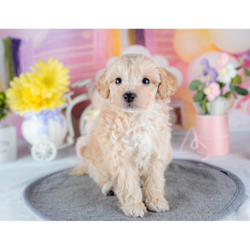 販売中の茨城県のミックス犬-431502の5枚目