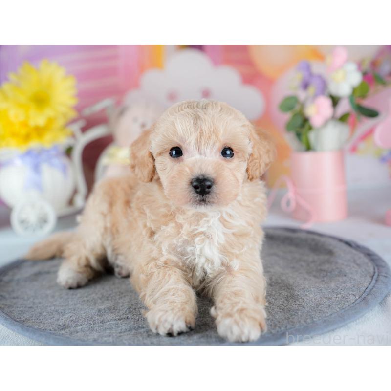 販売中の茨城県のミックス犬-431502の4枚目