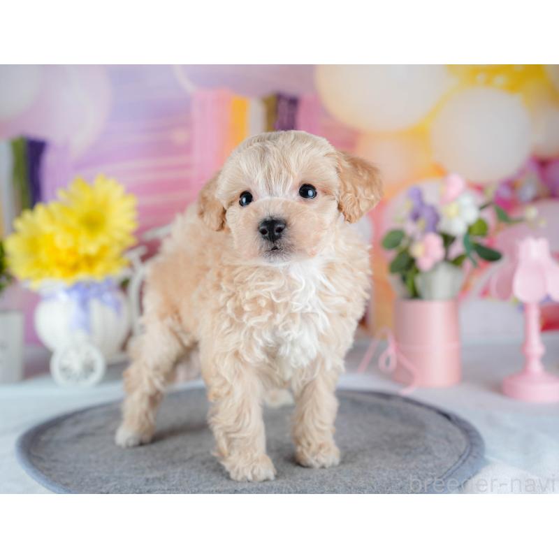 販売中の茨城県のミックス犬-431502の3枚目