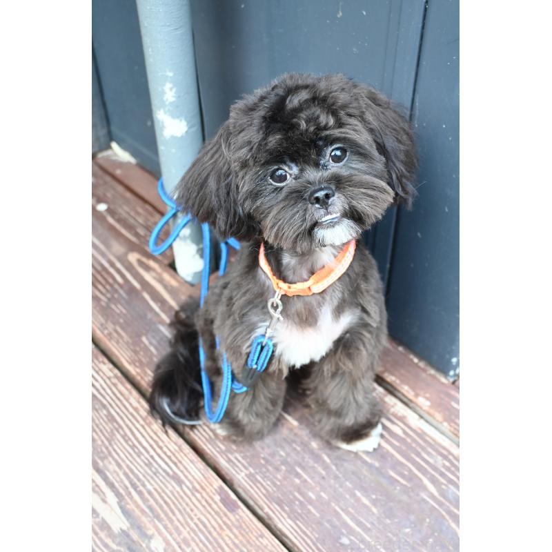 販売中の山口県のミックス犬-431503の4枚目