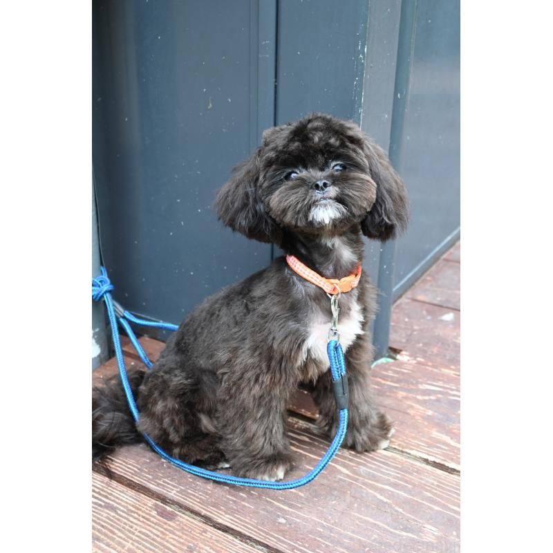 販売中の山口県のミックス犬-431503の3枚目